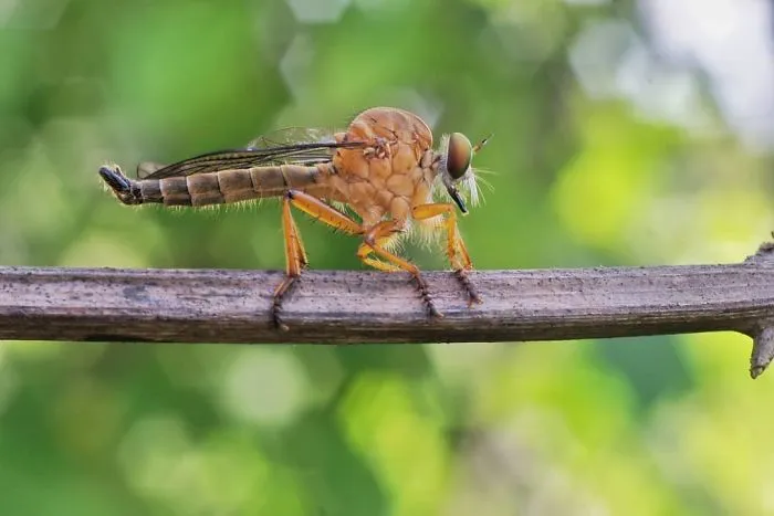 I'm A Macro Photography Enthusiast, And I Take Photos With A Phone And DIY Lenses (57 Pics)