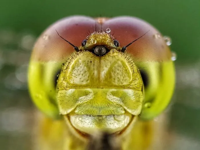I'm A Macro Photography Enthusiast, And I Take Photos With A Phone And DIY Lenses (57 Pics)