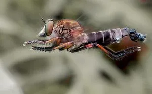 I'm A Macro Photography Enthusiast, And I Take Photos With A Phone And DIY Lenses (57 Pics)