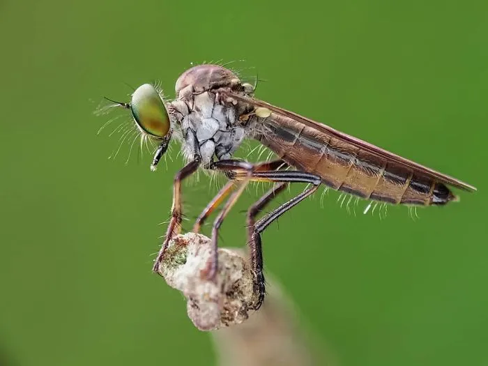 I'm A Macro Photography Enthusiast, And I Take Photos With A Phone And DIY Lenses (57 Pics)