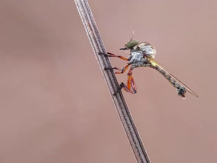 I'm A Macro Photography Enthusiast, And I Take Photos With A Phone And DIY Lenses (57 Pics)