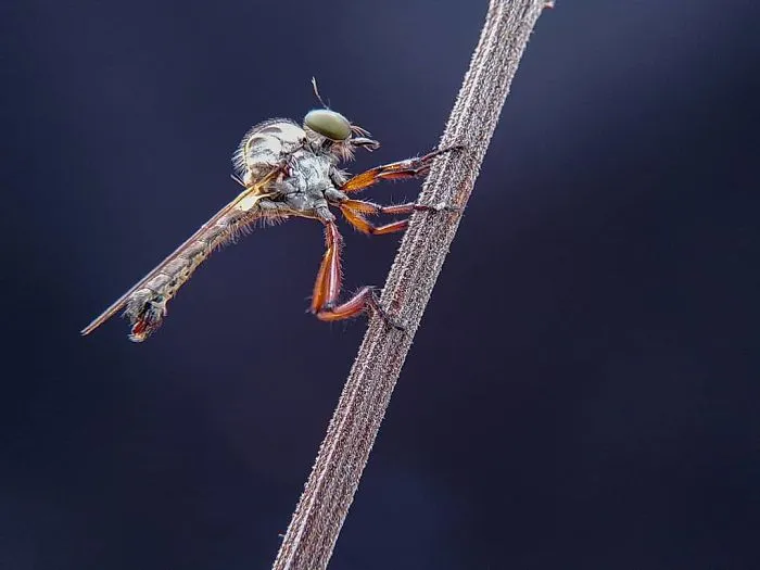 I'm A Macro Photography Enthusiast, And I Take Photos With A Phone And DIY Lenses (57 Pics)