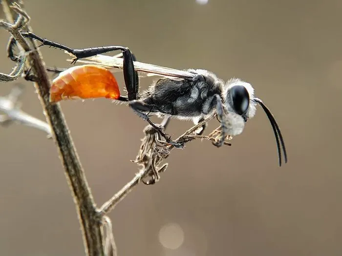 I'm A Macro Photography Enthusiast, And I Take Photos With A Phone And DIY Lenses (57 Pics)