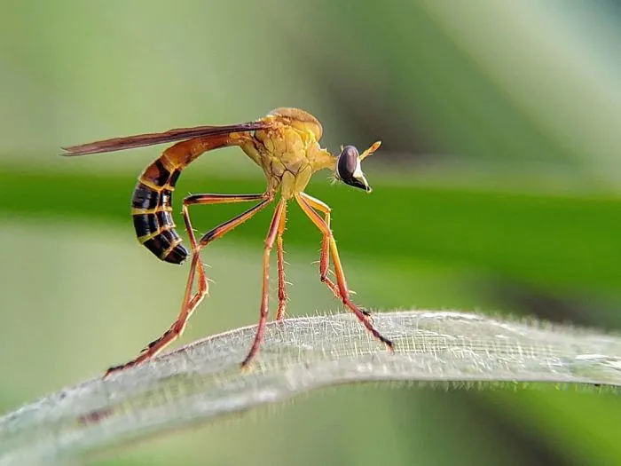 I'm A Macro Photography Enthusiast, And I Take Photos With A Phone And DIY Lenses (57 Pics)