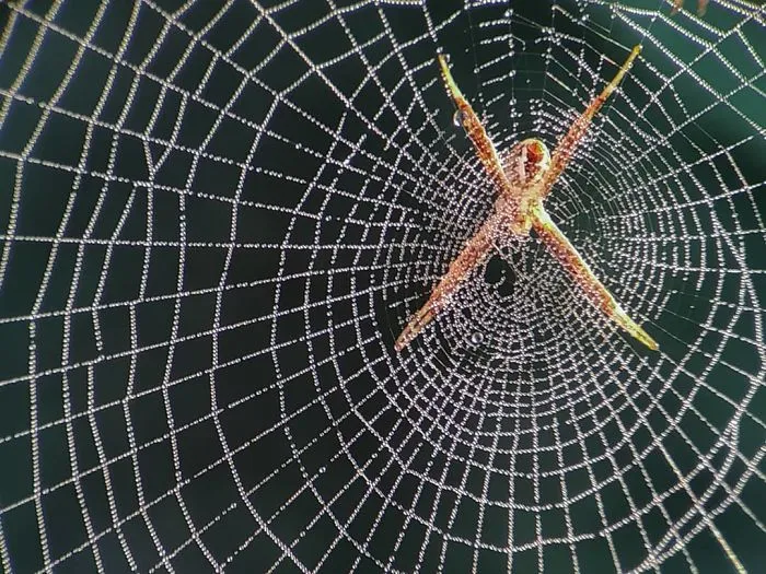 I'm A Macro Photography Enthusiast, And I Take Photos With A Phone And DIY Lenses (57 Pics)