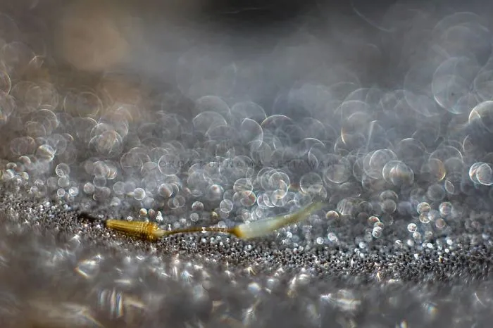 I'm A Macro Photography Enthusiast, And I Take Photos With A Phone And DIY Lenses (57 Pics)
