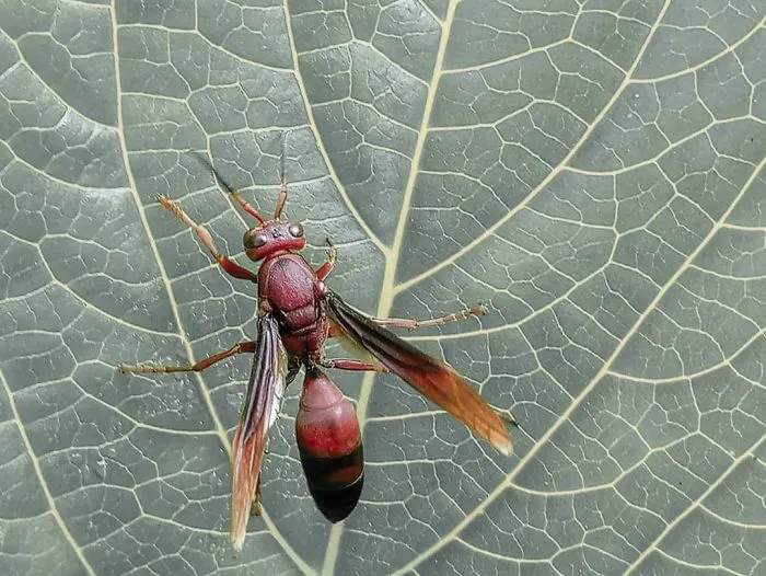 I'm A Macro Photography Enthusiast, And I Take Photos With A Phone And DIY Lenses (57 Pics)