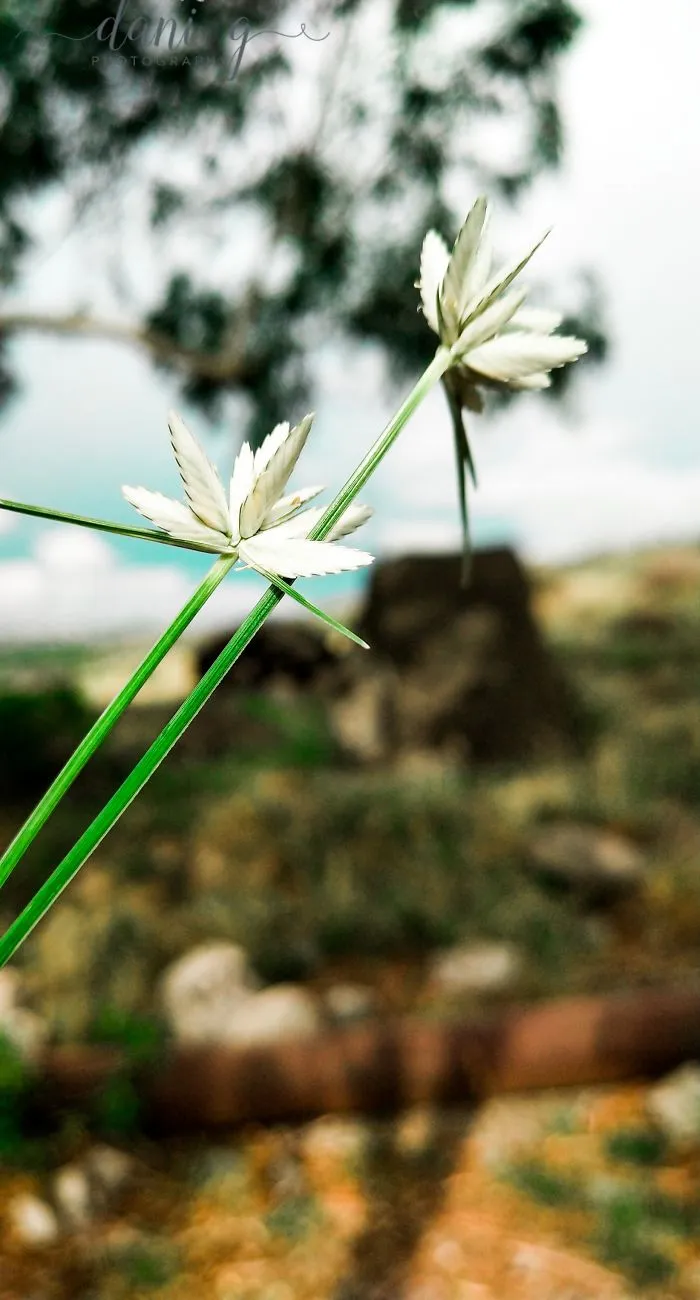 I Take Pictures Of Nature On My Mobile Phone