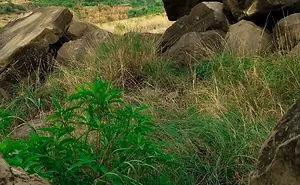 I Take Pictures Of Nature On My Mobile Phone
