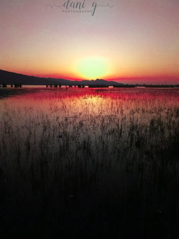 I Take Pictures Of Nature On My Mobile Phone