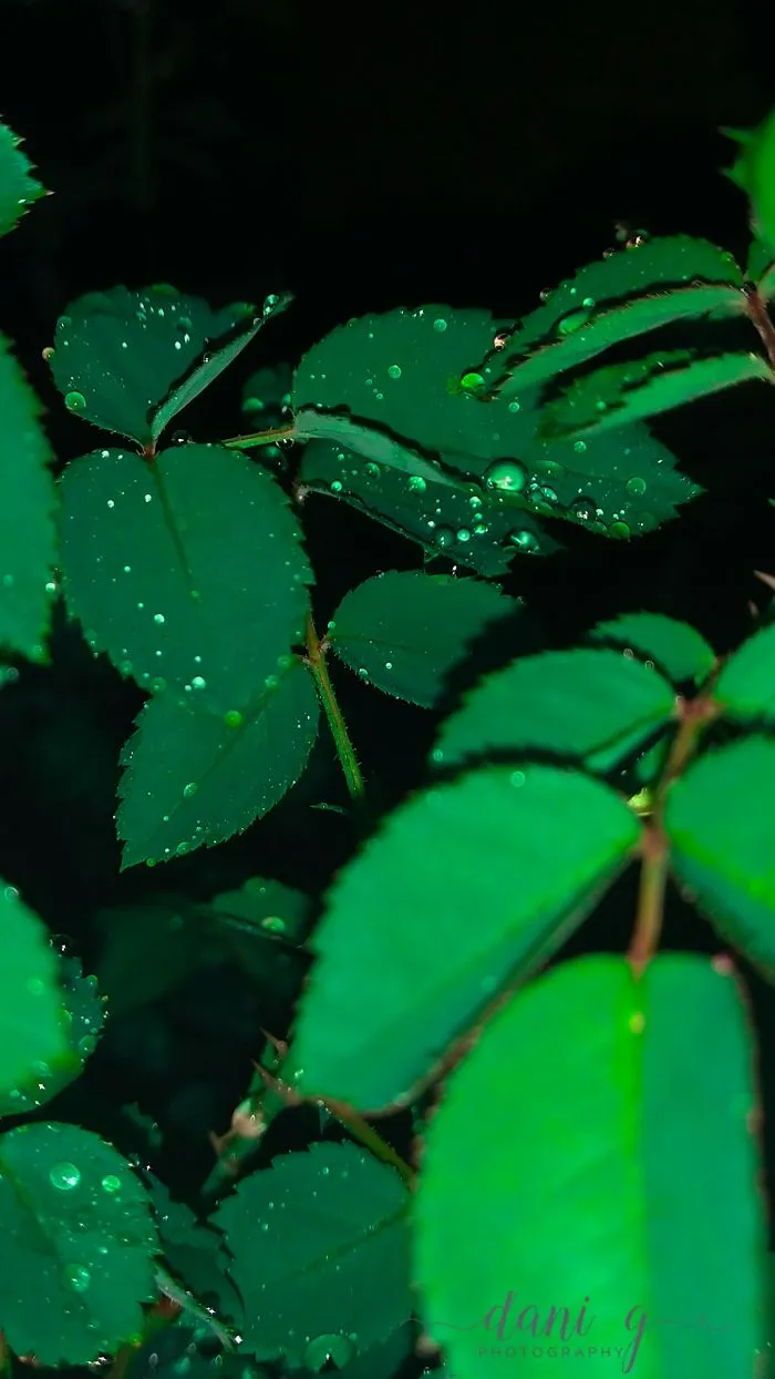I Take Pictures Of Nature On My Mobile Phone