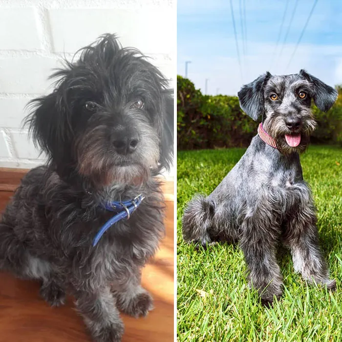 Guy Shares 28 Incredible Before & After Rescue Dog Transformations, Shows What Love Can Do