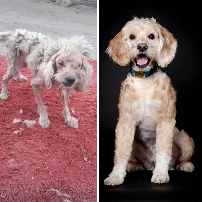 Guy Shares 28 Incredible Before & After Rescue Dog Transformations, Shows What Love Can Do
