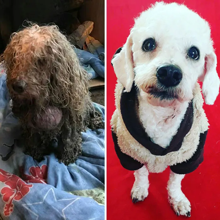 Guy Shares 28 Incredible Before & After Rescue Dog Transformations, Shows What Love Can Do