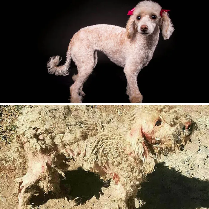 Guy Shares 28 Incredible Before & After Rescue Dog Transformations, Shows What Love Can Do