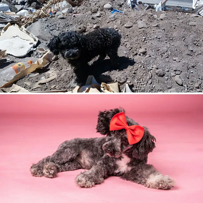 Guy Shares 28 Incredible Before & After Rescue Dog Transformations, Shows What Love Can Do