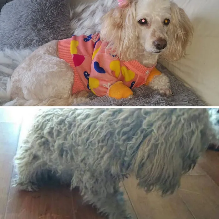 Guy Shares 28 Incredible Before & After Rescue Dog Transformations, Shows What Love Can Do