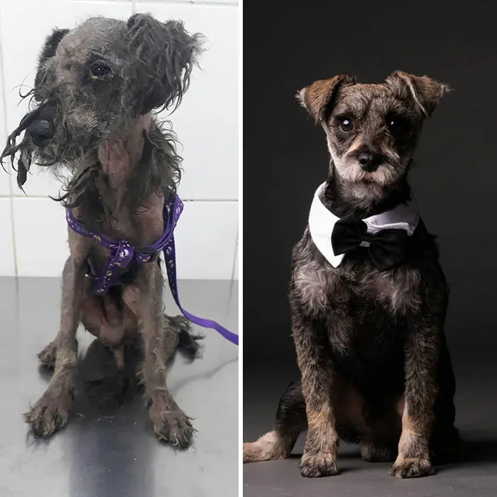 Guy Shares 28 Incredible Before & After Rescue Dog Transformations, Shows What Love Can Do