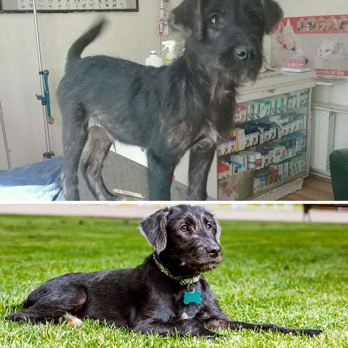 Guy Shares 28 Incredible Before & After Rescue Dog Transformations, Shows What Love Can Do