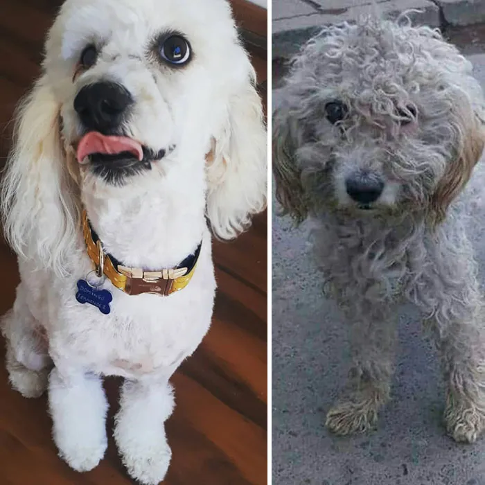 Guy Shares 28 Incredible Before & After Rescue Dog Transformations, Shows What Love Can Do