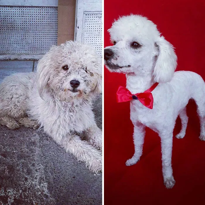 Guy Shares 28 Incredible Before & After Rescue Dog Transformations, Shows What Love Can Do
