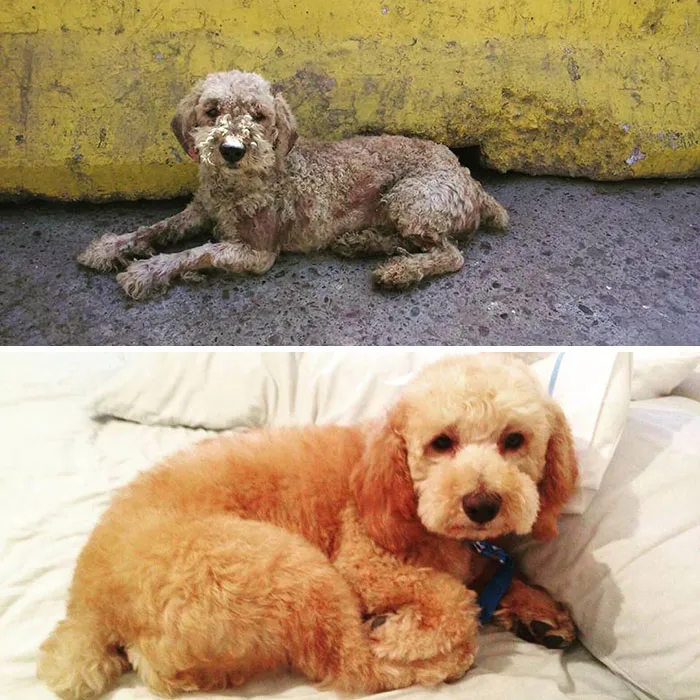 Guy Shares 28 Incredible Before & After Rescue Dog Transformations, Shows What Love Can Do