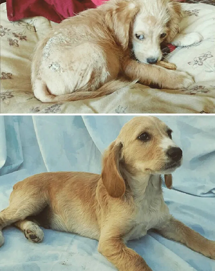 Guy Shares 28 Incredible Before & After Rescue Dog Transformations, Shows What Love Can Do