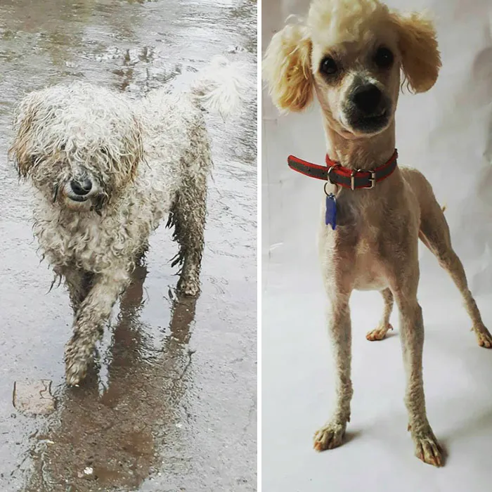 Guy Shares 28 Incredible Before & After Rescue Dog Transformations, Shows What Love Can Do