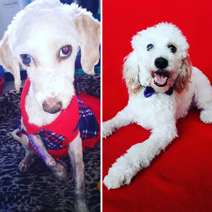 Guy Shares 28 Incredible Before & After Rescue Dog Transformations, Shows What Love Can Do