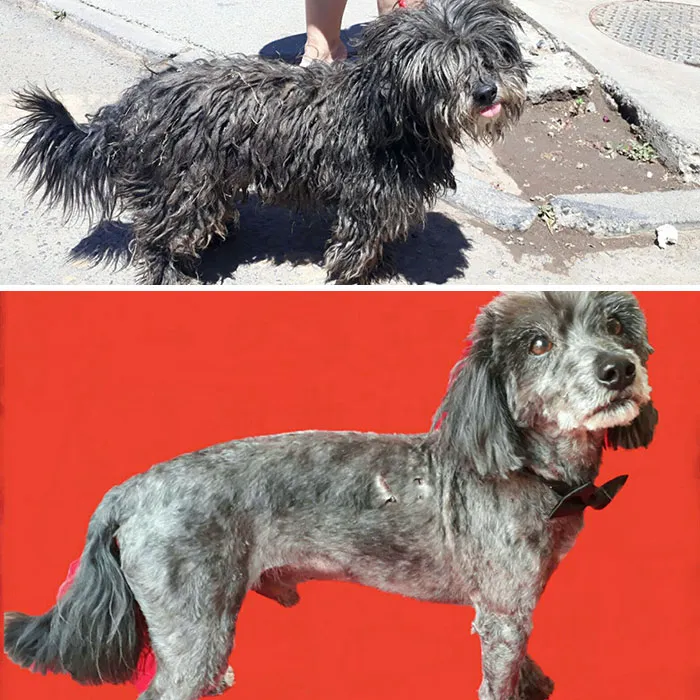 Guy Shares 28 Incredible Before & After Rescue Dog Transformations, Shows What Love Can Do