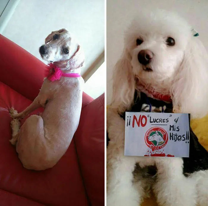 Guy Shares 28 Incredible Before & After Rescue Dog Transformations, Shows What Love Can Do