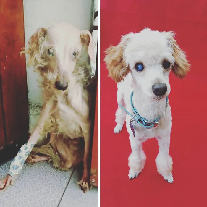 Guy Shares 28 Incredible Before & After Rescue Dog Transformations, Shows What Love Can Do