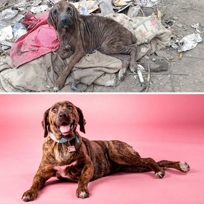 Guy Shares 28 Incredible Before & After Rescue Dog Transformations, Shows What Love Can Do