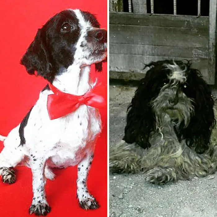 Guy Shares 28 Incredible Before & After Rescue Dog Transformations, Shows What Love Can Do