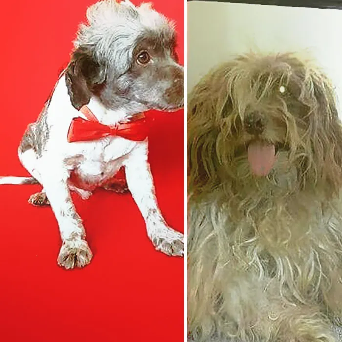 Guy Shares 28 Incredible Before & After Rescue Dog Transformations, Shows What Love Can Do