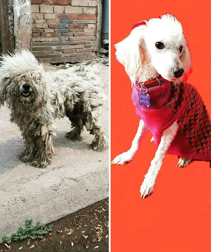 Guy Shares 28 Incredible Before & After Rescue Dog Transformations, Shows What Love Can Do