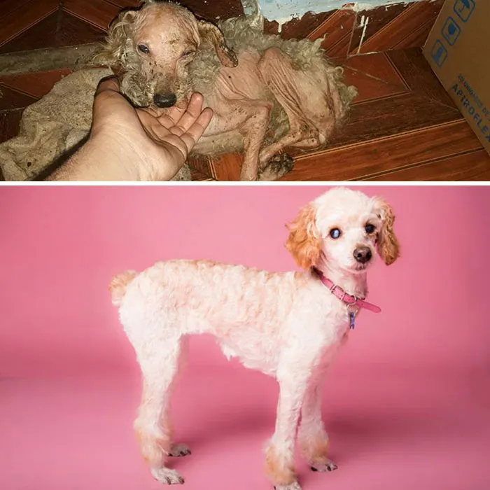 Guy Shares 28 Incredible Before & After Rescue Dog Transformations, Shows What Love Can Do