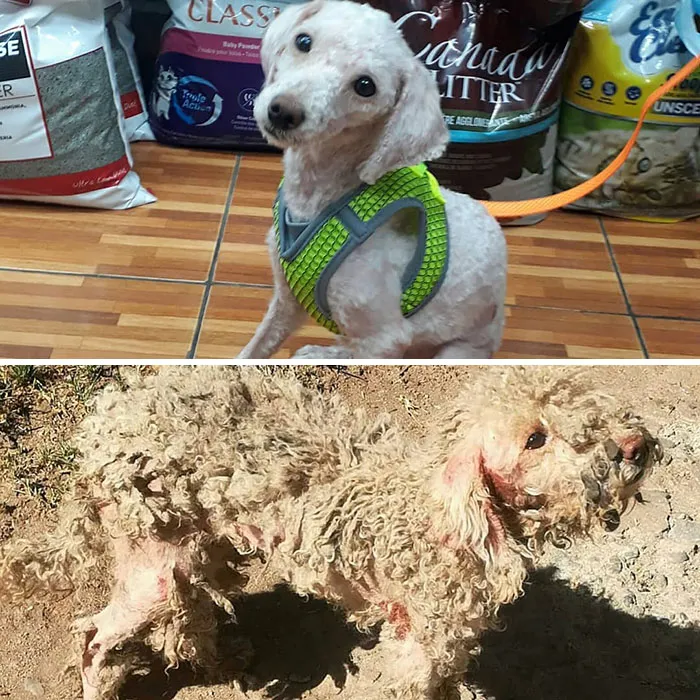 Guy Shares 28 Incredible Before & After Rescue Dog Transformations, Shows What Love Can Do
