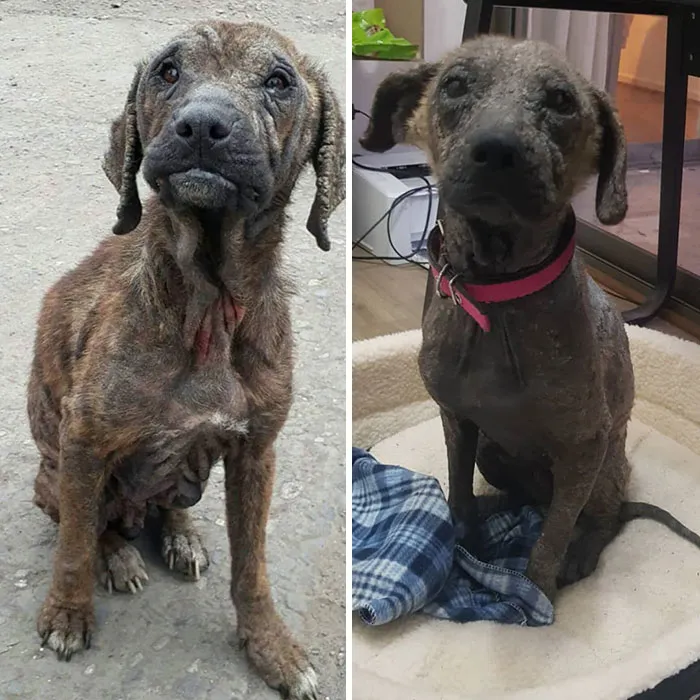 Guy Shares 28 Incredible Before & After Rescue Dog Transformations, Shows What Love Can Do