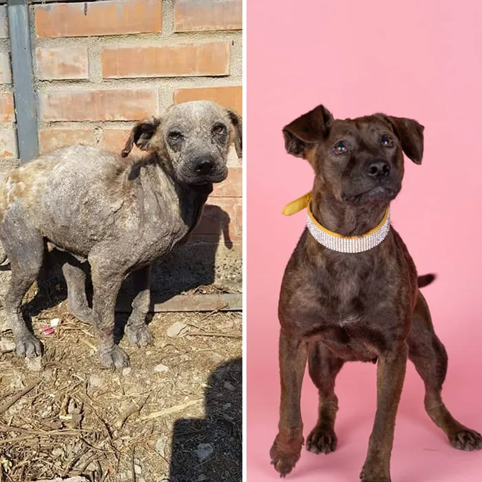 Guy Shares 28 Incredible Before & After Rescue Dog Transformations, Shows What Love Can Do