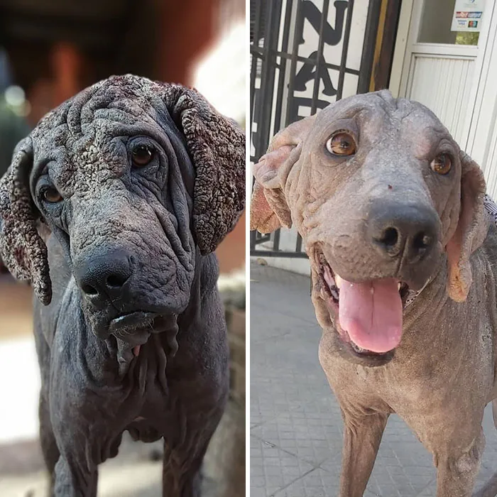 Guy Shares 28 Incredible Before & After Rescue Dog Transformations, Shows What Love Can Do