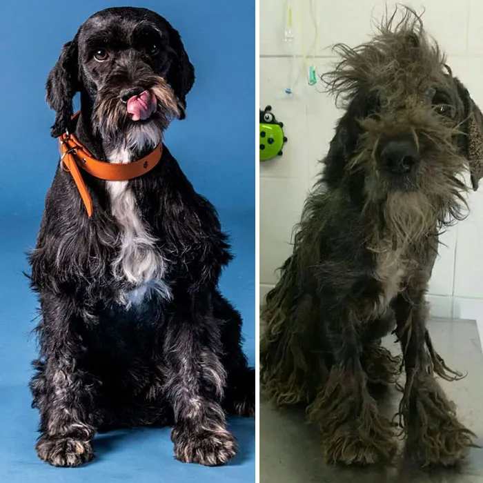 Guy Shares 28 Incredible Before & After Rescue Dog Transformations, Shows What Love Can Do