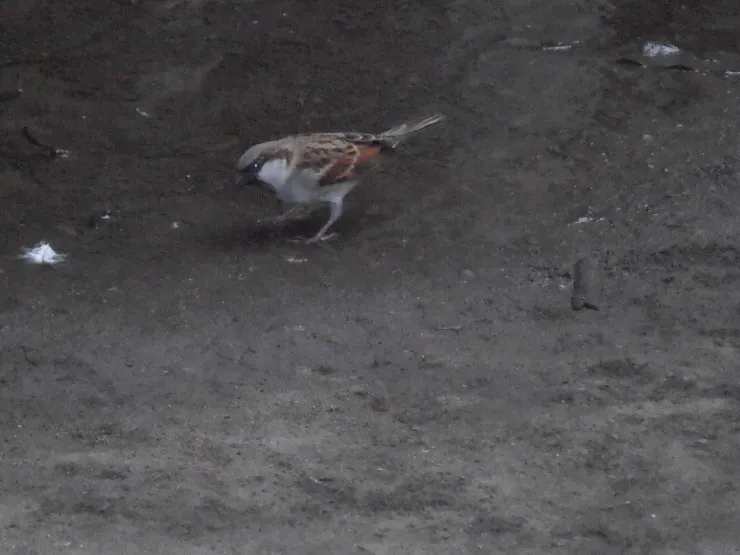Sparrow Bird Information