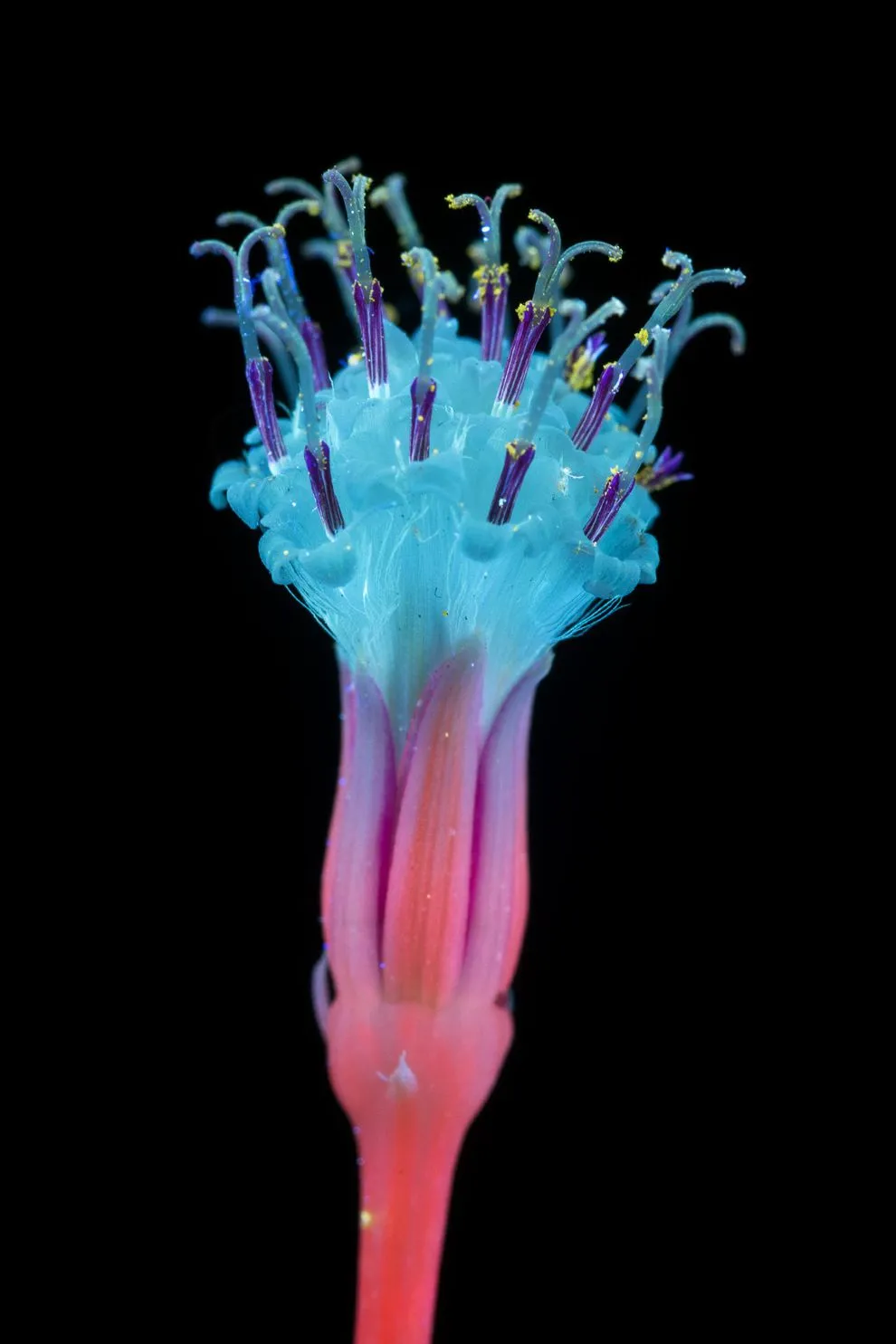 Fluorescent Flowers