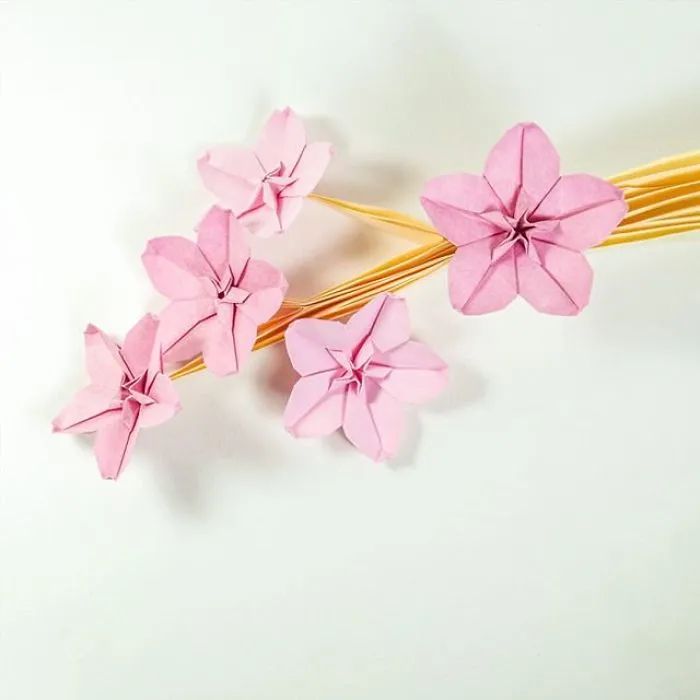 Cherry Blossom
