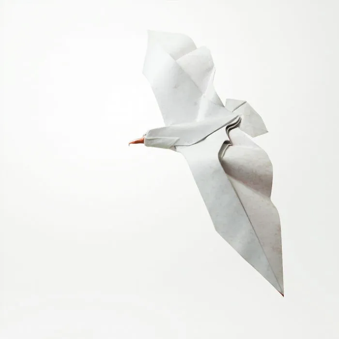 Seagull