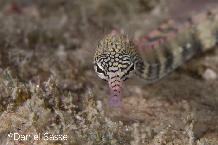 Network Pipefish 60mm (0.19685 Ft) In Length But Only 20mm (0.0656168 Ft) In Width