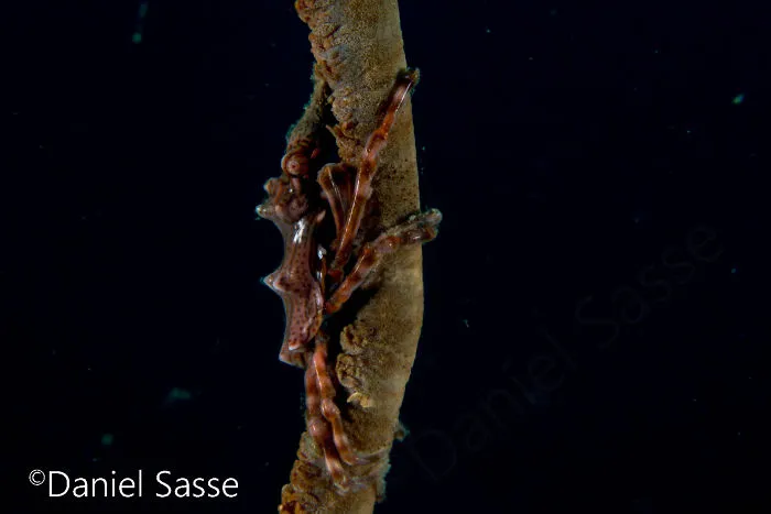 Xenia Crab 15mm (0.0492126 Ft) In Length