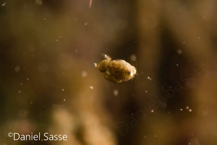 Idiomysis Are About The Size Of A Pin Head 2mm (0.00656168 Ft) The Smallest Ones I Ever Photographed