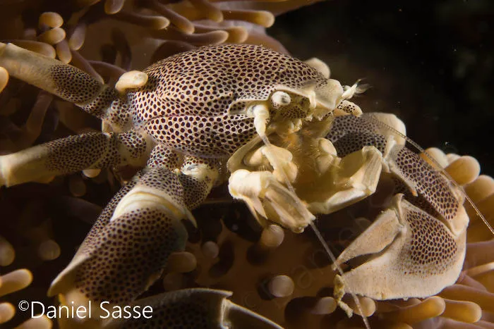 Porcelain Crab 20mm (0.0656168 Ft) In Diameter